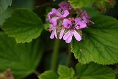 Pelargonium graveolens